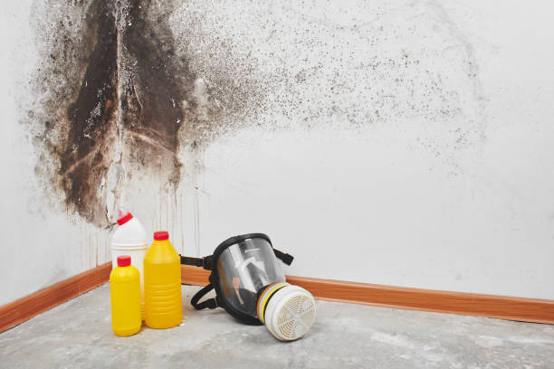 Best Basement Mold Remediation in Los Alamos, NM