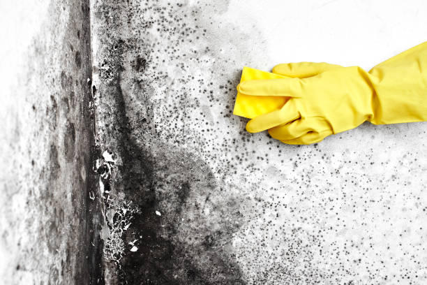 Best Residential Mold Remediation in Los Alamos, NM