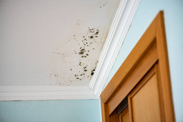 Best Mold Testing and Inspection Services in Los Alamos, NM