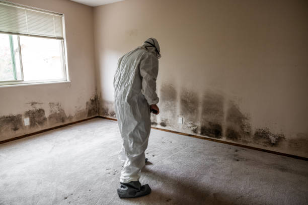 Best Health and Safety Mold Remediation in Los Alamos, NM