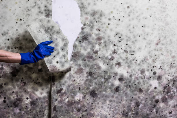 Best HVAC Mold Remediation in Los Alamos, NM