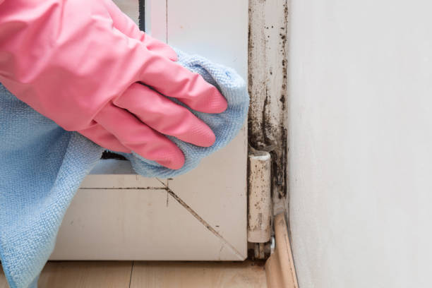 Best Residential Mold Remediation in Los Alamos, NM